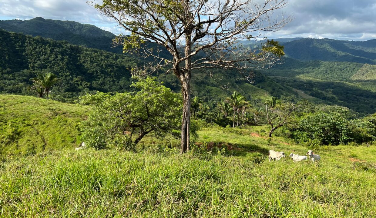 Farm near Playa Carrillo, Guanacaste — photo 7