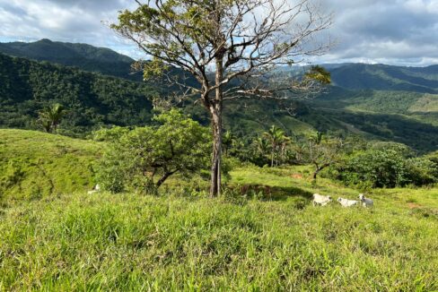 Farm near Playa Carrillo, Guanacaste — photo 7