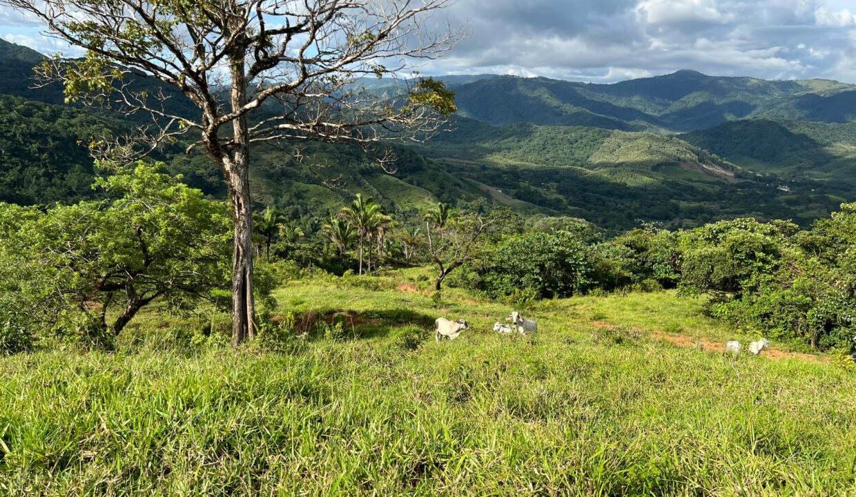 Farm near Playa Carrillo, Guanacaste — photo 8