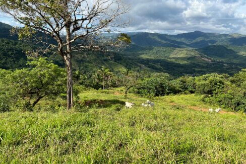 Farm near Playa Carrillo, Guanacaste — photo 8