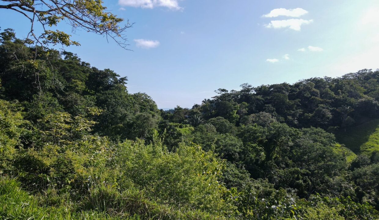 Farm near Playa Carrillo, Guanacaste — photo 12