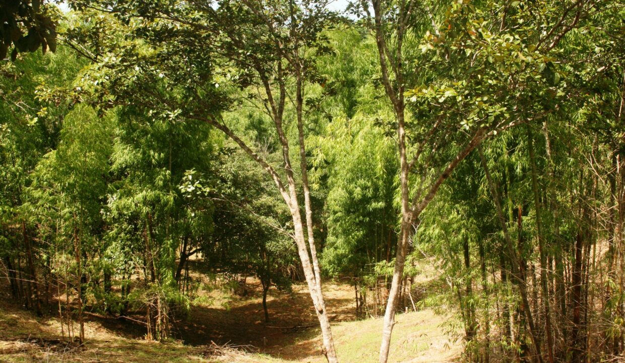 Cleared parcel and young forest inside the Lomas del Rey property, Quepos, Costa Rica