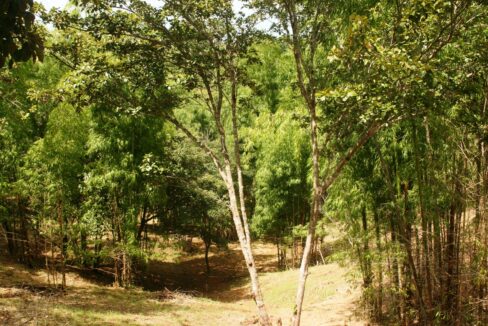 Cleared parcel and young forest inside the Lomas del Rey property, Quepos, Costa Rica