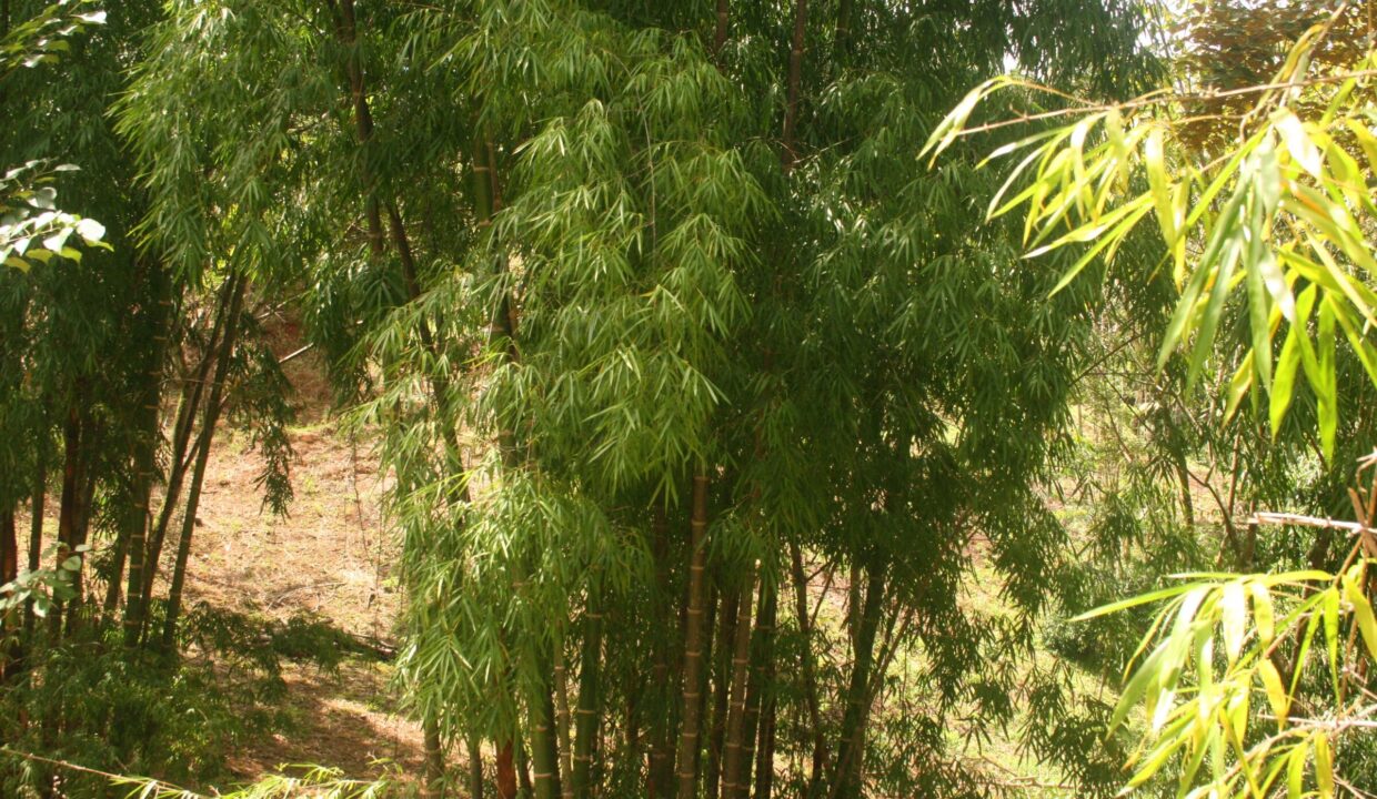 Mature bamboo grove growing on the Lomas del Rey land, Quepos, Costa Rica
