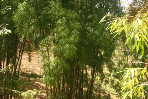 Mature bamboo grove growing on the Lomas del Rey land, Quepos, Costa Rica