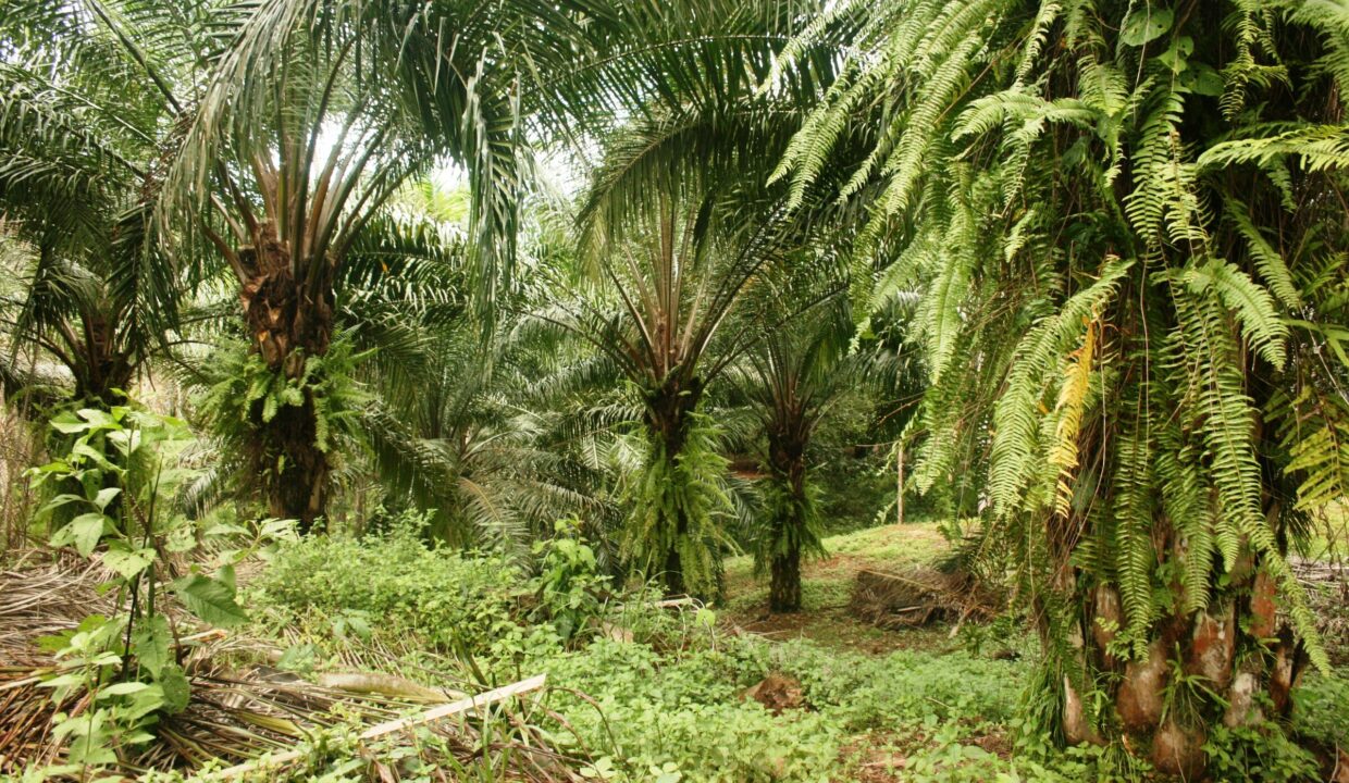 Palms and tropical vegetation on a Lomas del Rey parcel, South Pacific Costa Rica