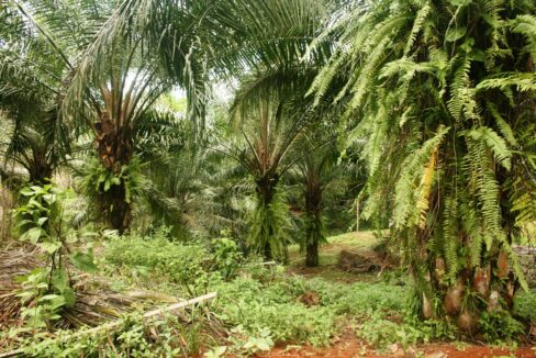Palms and tropical vegetation on a Lomas del Rey parcel, South Pacific Costa Rica